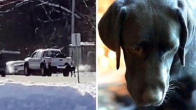 Photo of Man Ties His Dog To The Back Of A Truck And Forces The Dog To Run Behind It