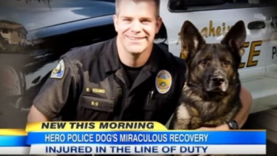 Photo of A Police Dog Was Shot In The Head While Chasing Suspect, Reunites With His Partner