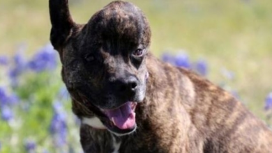 Photo of Shelter Dog With Rare Skull Tumor to Get Second Chance Thanks to 3D Printed Implant
