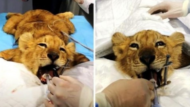 Photo of Circus Starves Lion Cub To Keep Him “Stunted & Cute”, Then Set Out To Kill Him