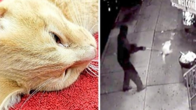 Photo of Cat Shot With An Arrow & Dumped Alive, Screams In Pain As He Breathes His Last