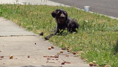 Photo of Timid Dog Roaming The Streets Evaded Rescuers – Til Her Guardian Angel Showed Up
