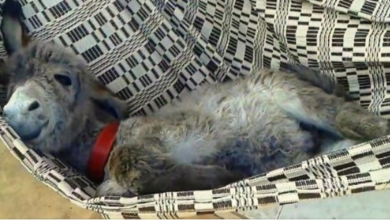 Photo of Donkey In Hammock Demands His Humans Sway Him Back & Forth Till He Falls Asleep