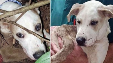 Photo of Coward Shot Puppy For No Reason & Left Him In The Bushes To Bleed Out