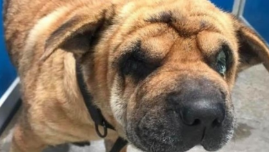 Photo of Shar Pei from Puppy Mill Who was Blind Her Whole Life Finally Can See