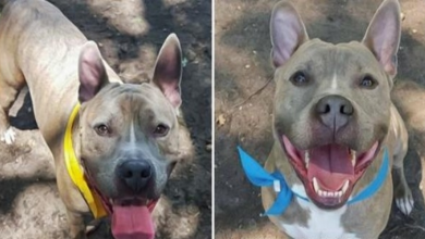 Photo of Happiest Pit Bull Has Been Waiting For Someone To Give Him A Home For 1,041 Days