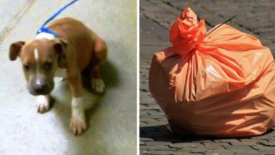 Photo of Owner Ties Puppy With Rope And Seals Him In A Bag So That He’d Die “Silently”