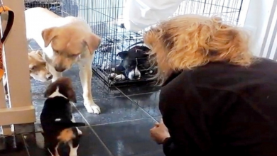 Photo of Sweet Rescue Puppy Tells Distrustful Feral Dogs That Not All Humans Are Cruel