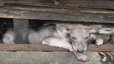 Photo of Brutal Man Made Puppy Live In Cramped Space Beneath Porch & Never Let Him Out
