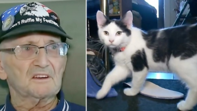 Photo of ‘Fluffy, You’re My Only Hope’ – Kitten Saves Army Veteran’s Life