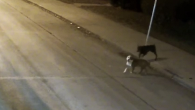Photo of Bus Driver Spots Lost Dogs In The Cold, Gets Them Home In Time For Christmas