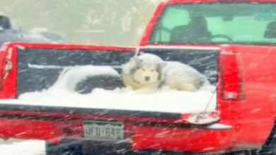 Photo of Owner Ties Dog In Open Pickup Truck, Dog Suffers In Biting Cold Under Snowfall