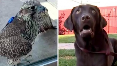 Photo of Falcon Lands On Dog’s Back And Starts Attacking Him, Stalks The Dog For Hours