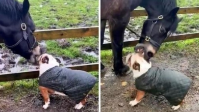Photo of Dog Thinks The Horse Is His Best Friend, But Horse Goes Straight For Dog’s Ear