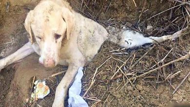 Photo of Savage Owner Buried His Old Dog Alive For Being Useless & He Couldn’t Escape