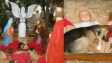 Photo of Homeless Pup Sought Warmth On Frigid Night, Curled Up In Nativity Scene Manger