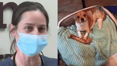Photo of Veterinarian Has A “Secret Plan” In Place For Dog Left For Dead On Side Of Road