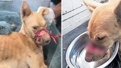 Photo of Savage Tapes Dog’s Mouth Shut Tightly To Stop Barking & Dumps Him In Streets