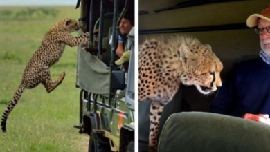 Photo of Tourist comes face-to-face with wild cheetah as he climbs into safari vehicle