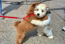 Photo of Puppy Best Friends Greet One Another With A Hug Every Time They See Each Other