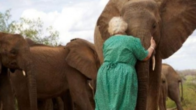 Photo of Orphaned baby elephants line up to hug woman who saved their lives