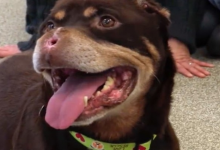 Photo of Rottweiler Found With Nose And Ears Savagely Cut Off Finds Forever Family