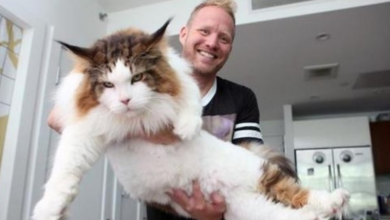 Photo of Meet Samson: New York’s fattest cat who weighs a whopping 28 pounds
