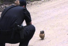 Photo of Police officer and adorable baby owl have the cutest conversation ever